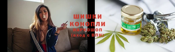 прущие грибы Новозыбков