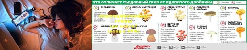 где найти   Новосиль  это телеграм  Псилоцибиновые грибы MAGIC MUSHROOMS 